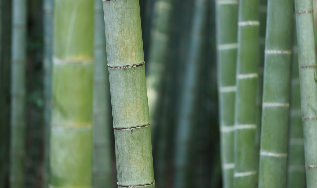 What Is Bamboo Viscose? How Our Bamboo Fabric is Made
